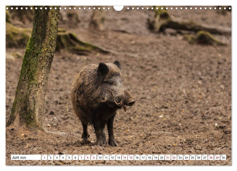 Waldtiere (CALVENDO Wandkalender 2025)