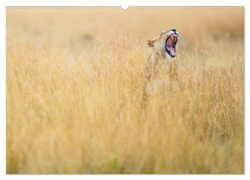 Auf Safari in Kenia 2025 (CALVENDO Wandkalender 2025)