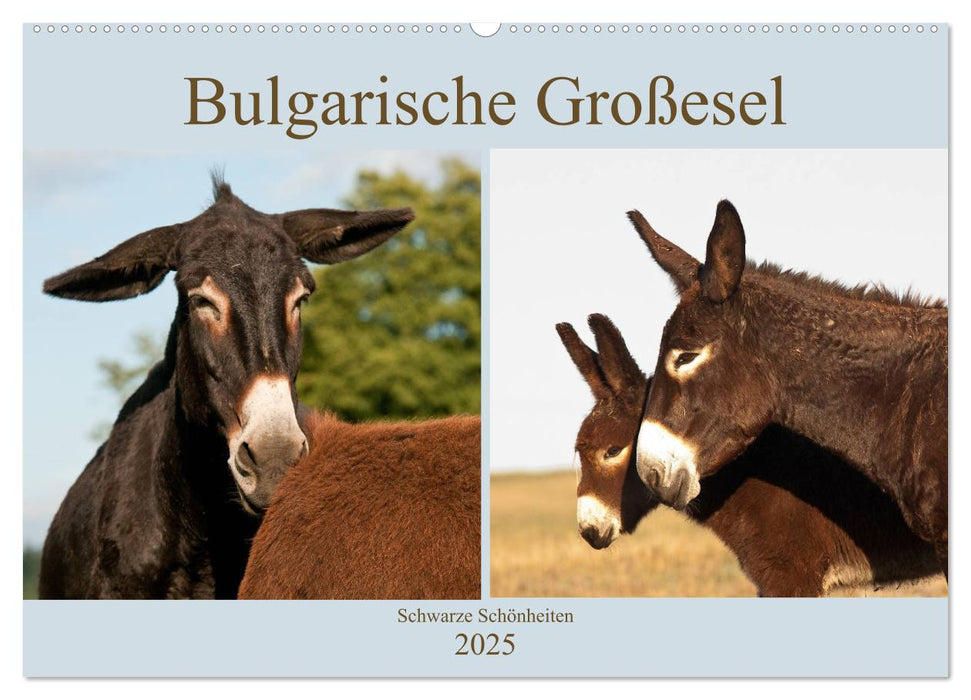 Bulgarische Großesel - Schwarze Schönheiten (CALVENDO Wandkalender 2025)