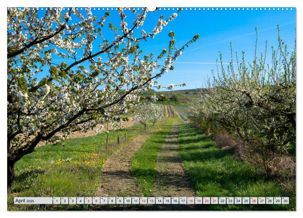 Weinregion Kaiserstuhl (CALVENDO Premium Wandkalender 2025)