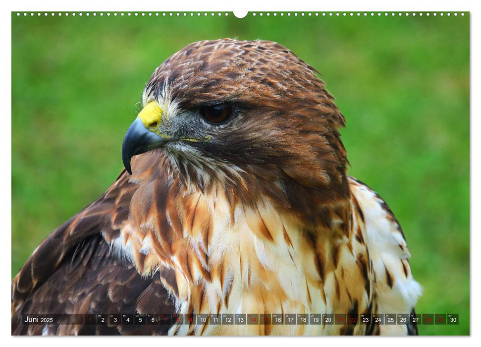 Raubvögel - lautlose Jäger (CALVENDO Premium Wandkalender 2025)