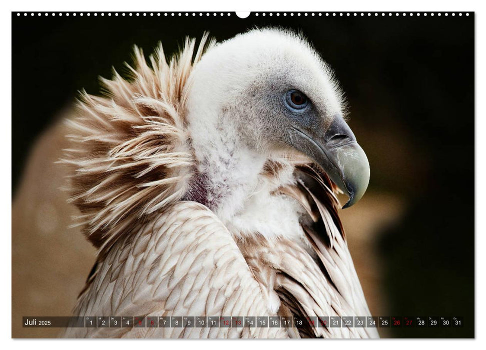 Raubvögel - lautlose Jäger (CALVENDO Premium Wandkalender 2025)