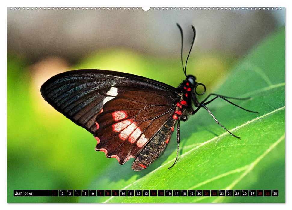 Fliegende Wunderwesen. Schmetterlinge weltweit, ganz nah (CALVENDO Premium Wandkalender 2025)