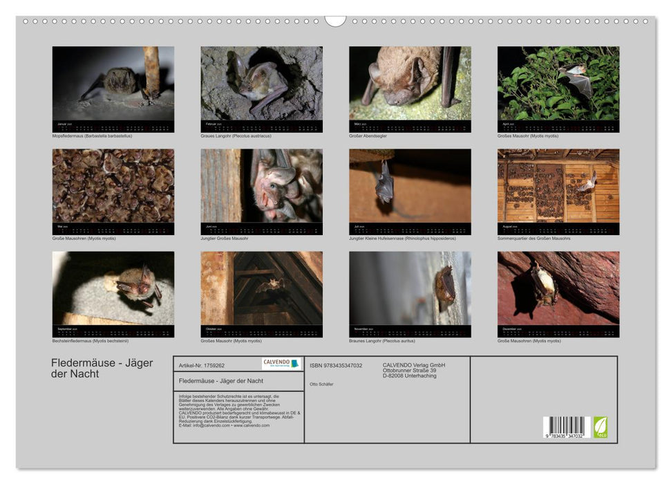 Fledermäuse - Jäger der Nacht (CALVENDO Wandkalender 2025)