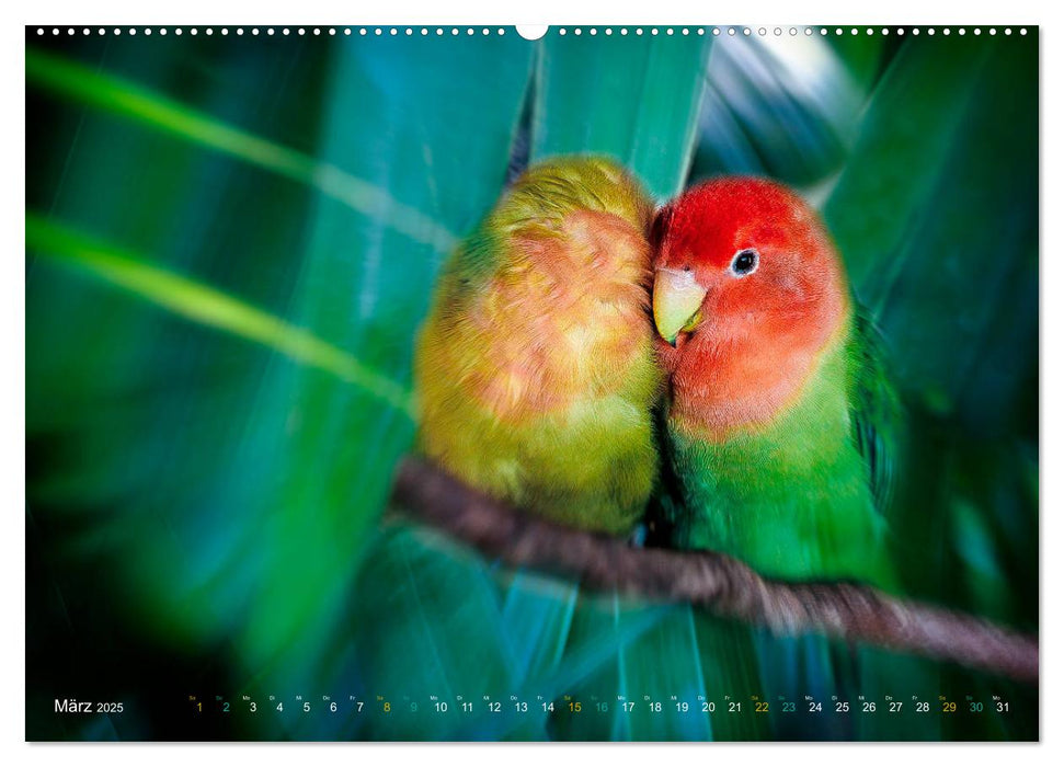 Dschungelleben - Tierportraits (CALVENDO Premium Wandkalender 2025)