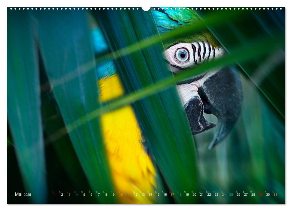 Dschungelleben - Tierportraits (CALVENDO Premium Wandkalender 2025)