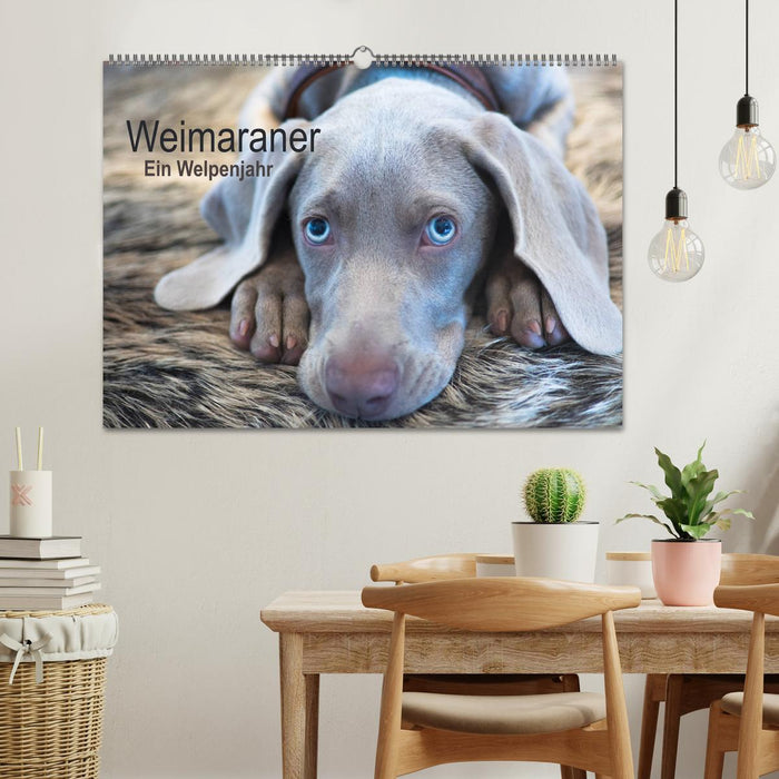 Weimaraner - Ein Welpenjahr (CALVENDO Wandkalender 2025)