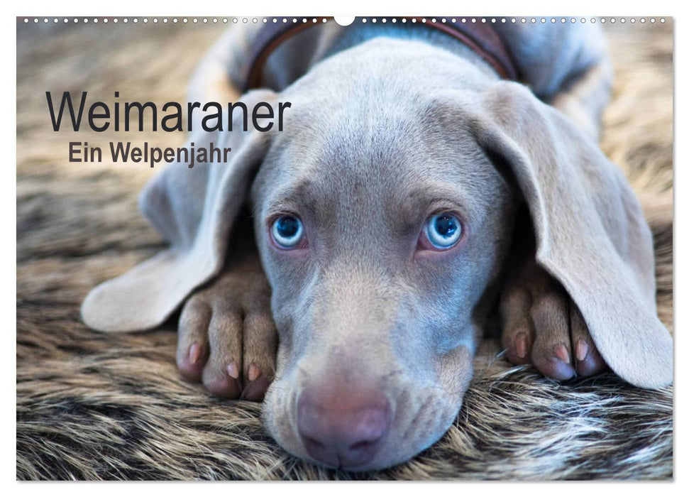 Weimaraner - Ein Welpenjahr (CALVENDO Wandkalender 2025)