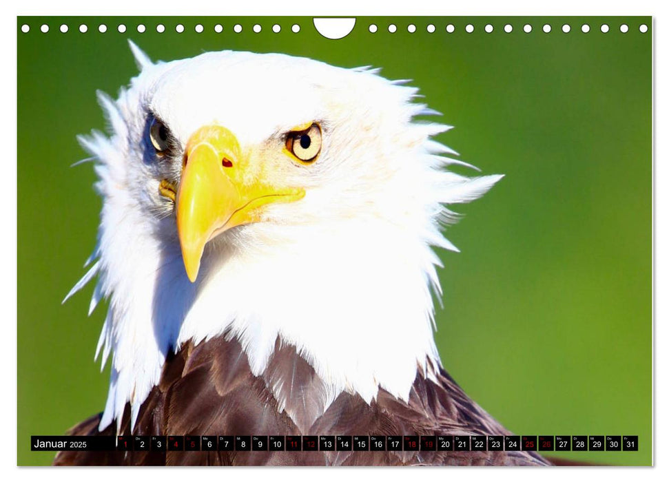 Weißkopfseeadler. Herrscher der Lüfte. 2025 (CALVENDO Wandkalender 2025)