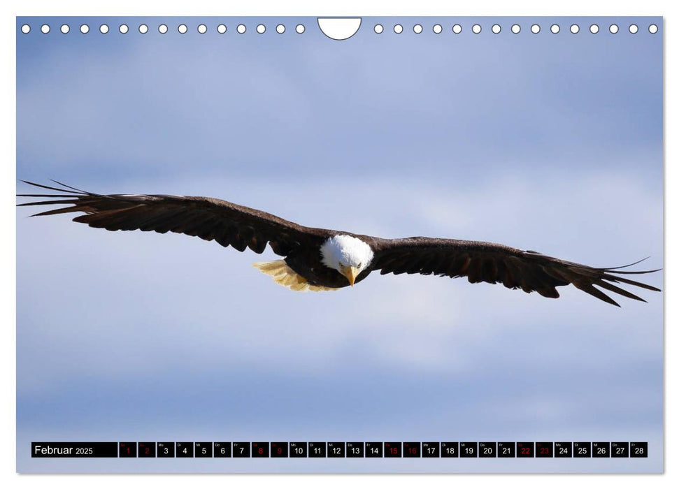 Weißkopfseeadler. Herrscher der Lüfte. 2025 (CALVENDO Wandkalender 2025)