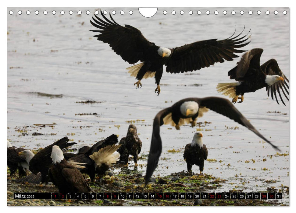 Weißkopfseeadler. Herrscher der Lüfte. 2025 (CALVENDO Wandkalender 2025)