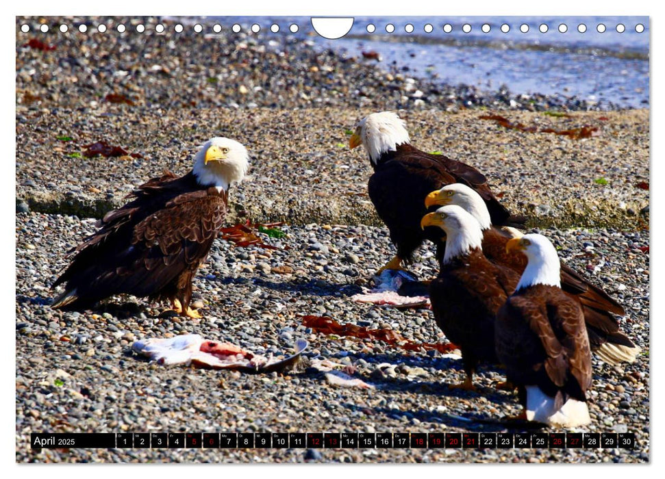 Weißkopfseeadler. Herrscher der Lüfte. 2025 (CALVENDO Wandkalender 2025)