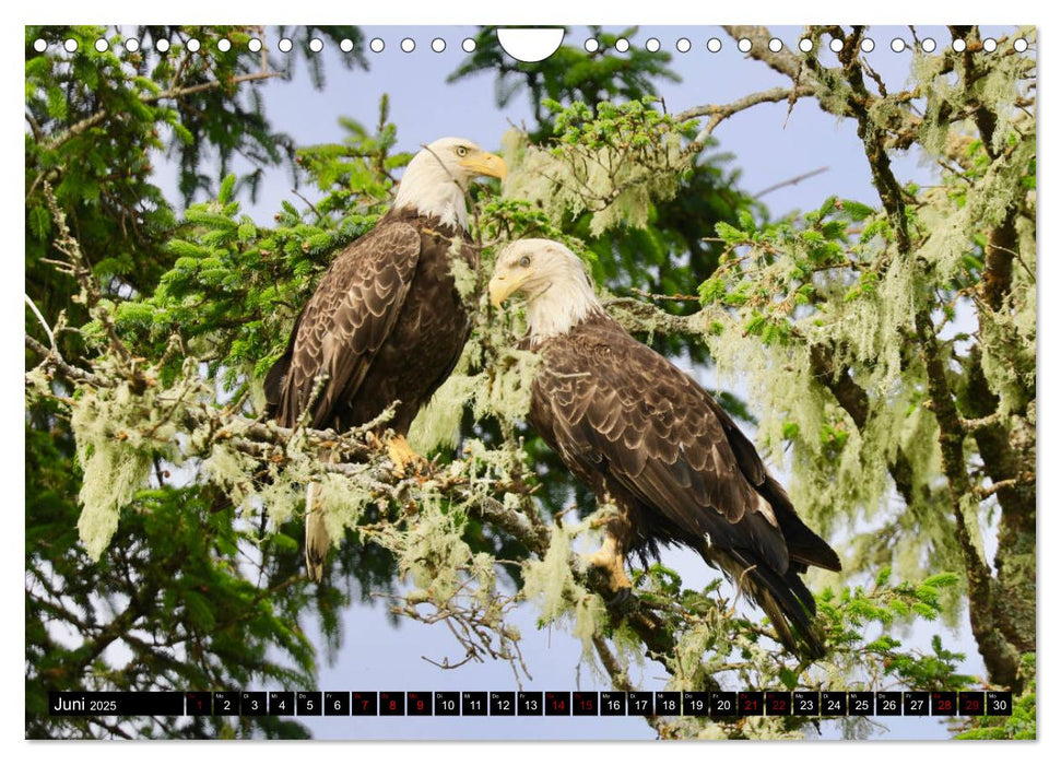 Weißkopfseeadler. Herrscher der Lüfte. 2025 (CALVENDO Wandkalender 2025)