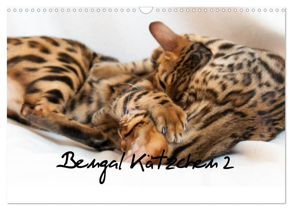 Bengal Kätzchen 2 (CALVENDO Wandkalender 2025)