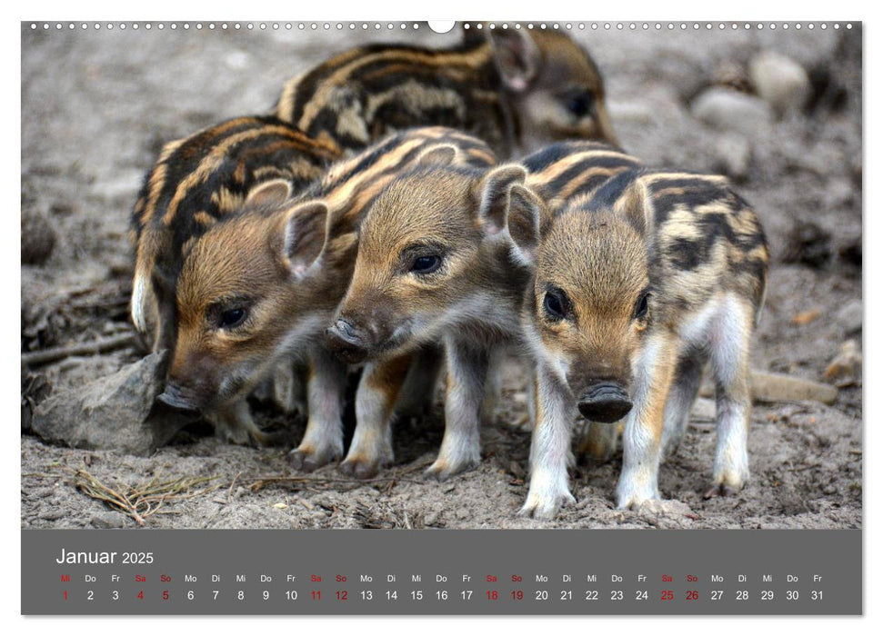 Die lieben Kleinen ... Tierkinder einfach zum Knuddeln (CALVENDO Premium Wandkalender 2025)