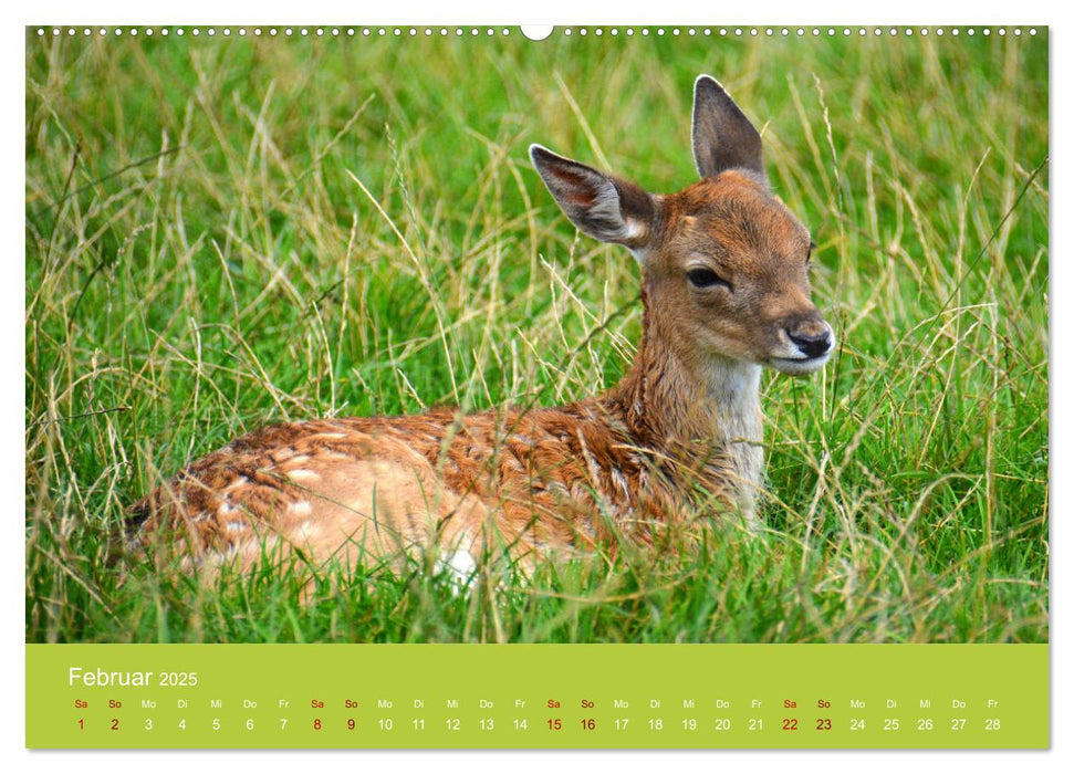 Die lieben Kleinen ... Tierkinder einfach zum Knuddeln (CALVENDO Premium Wandkalender 2025)