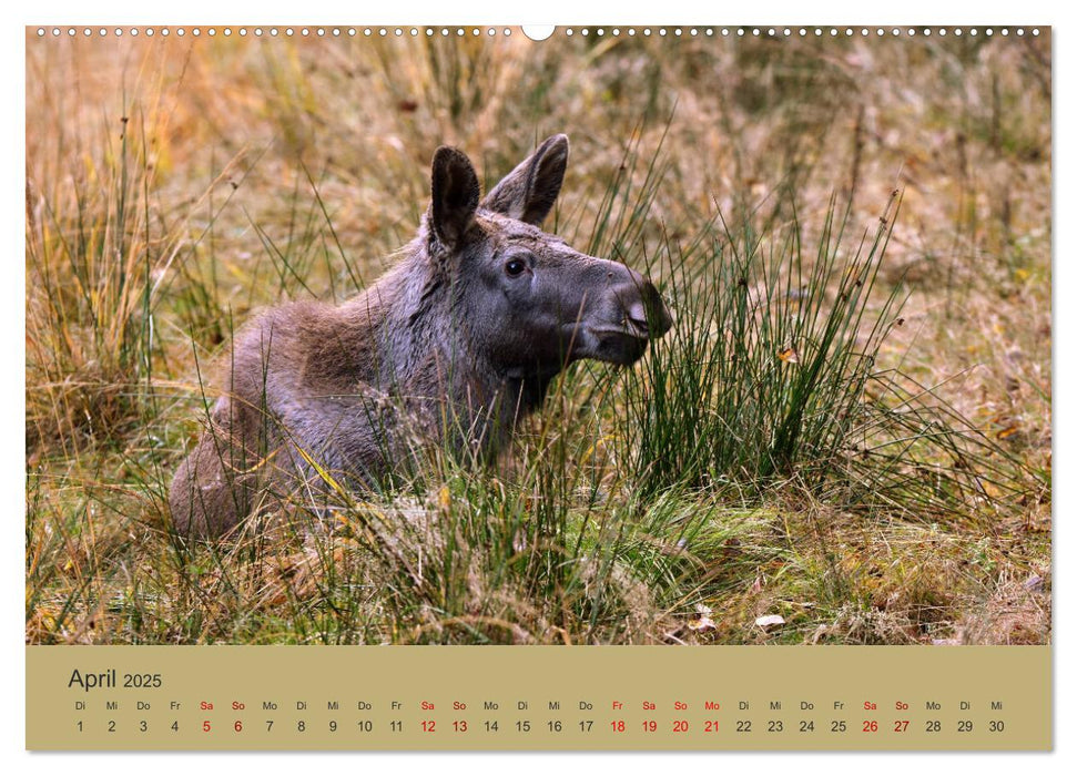 Die lieben Kleinen ... Tierkinder einfach zum Knuddeln (CALVENDO Premium Wandkalender 2025)