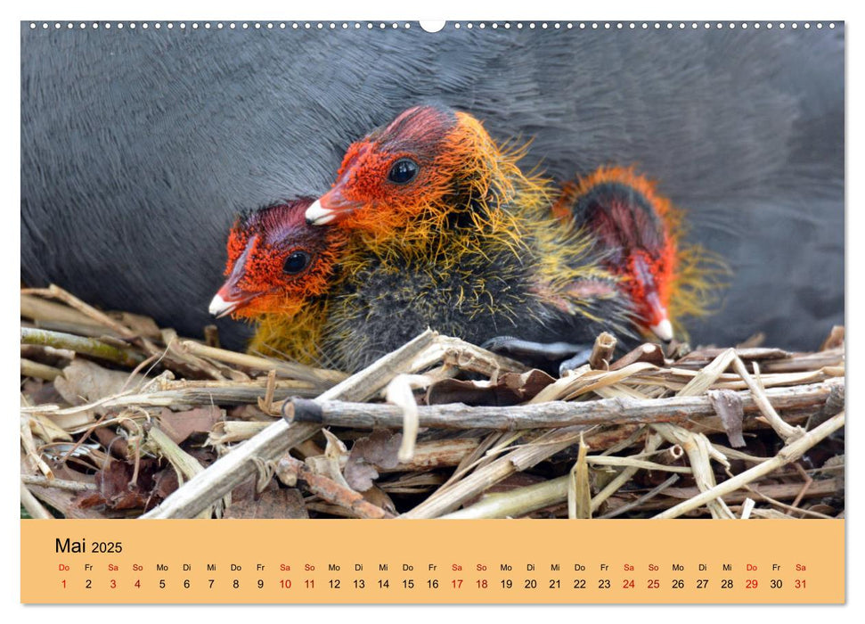 Die lieben Kleinen ... Tierkinder einfach zum Knuddeln (CALVENDO Premium Wandkalender 2025)