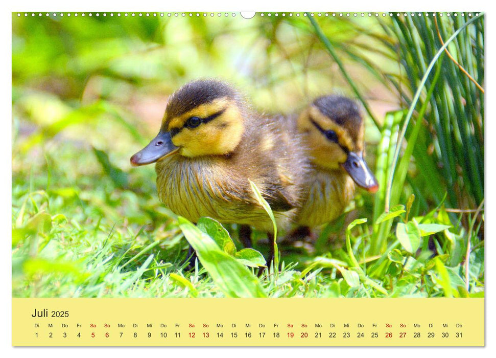 Die lieben Kleinen ... Tierkinder einfach zum Knuddeln (CALVENDO Premium Wandkalender 2025)