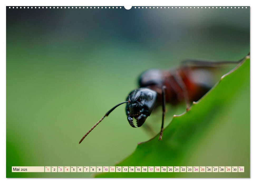Ameisen - Ordnung im Durcheinander (CALVENDO Premium Wandkalender 2025)
