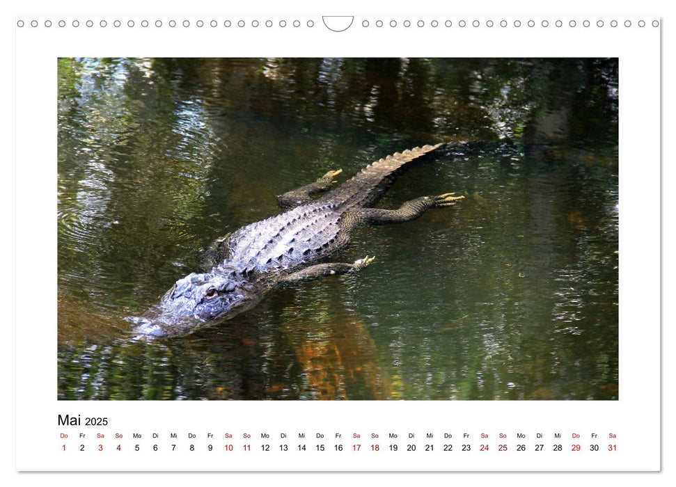 Florida 2025 abwechslungsreich und von der Sonne verwöhnt (CALVENDO Wandkalender 2025)