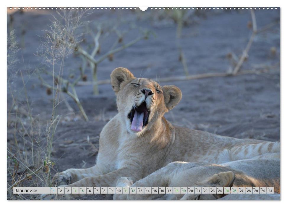 Löwen. Die Könige Afrikas (CALVENDO Premium Wandkalender 2025)