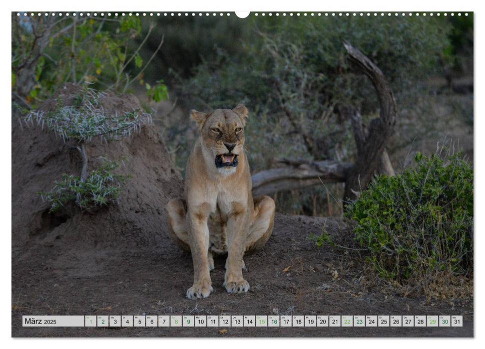 Löwen. Die Könige Afrikas (CALVENDO Premium Wandkalender 2025)