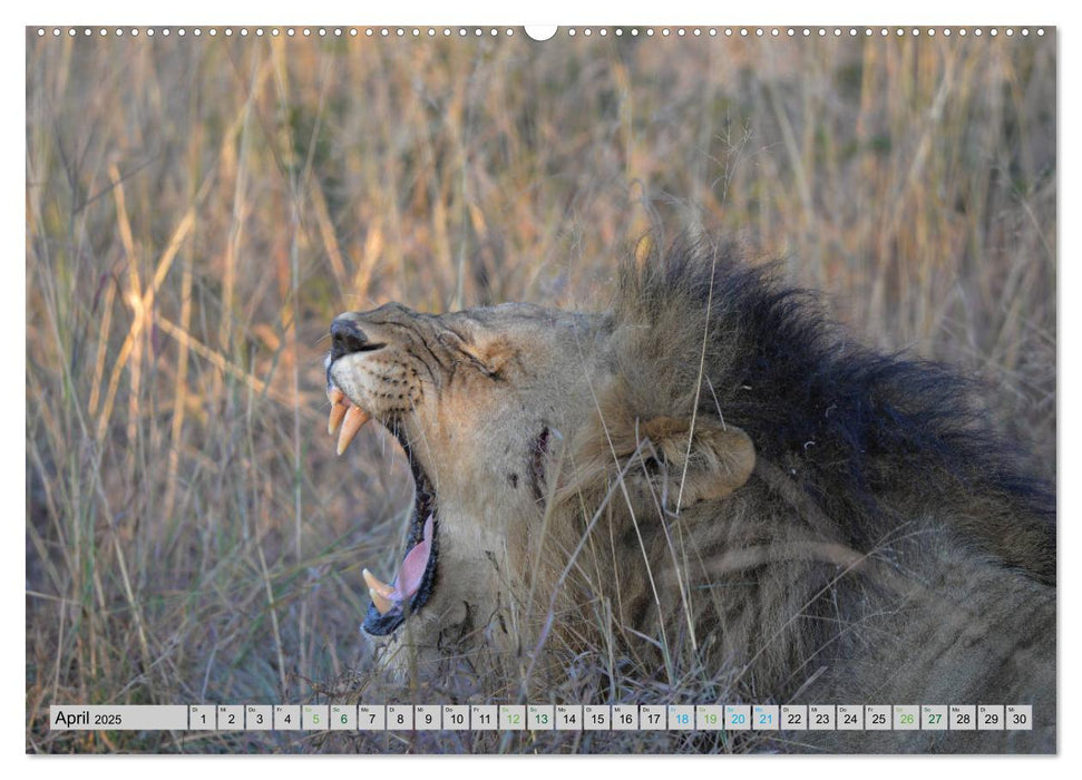 Löwen. Die Könige Afrikas (CALVENDO Premium Wandkalender 2025)