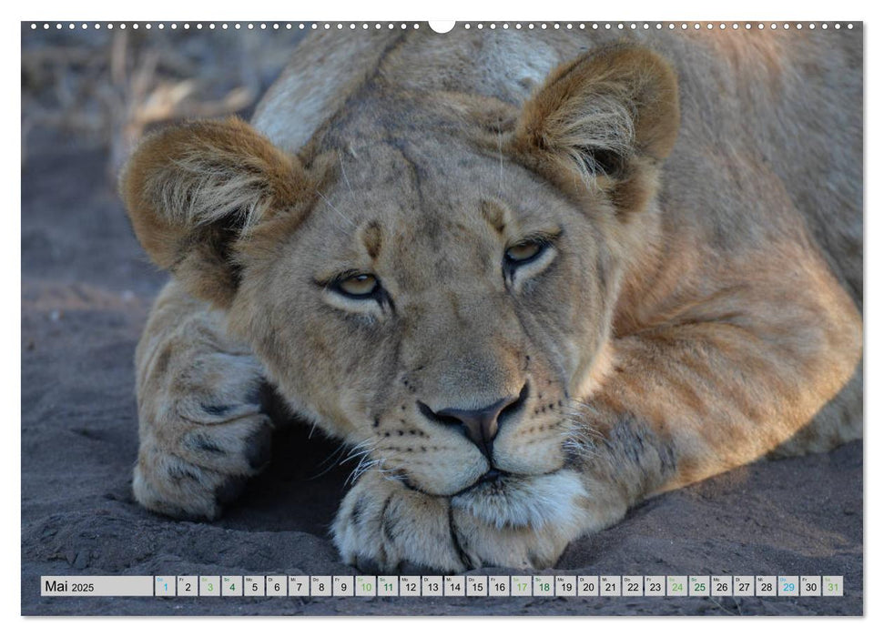 Löwen. Die Könige Afrikas (CALVENDO Premium Wandkalender 2025)