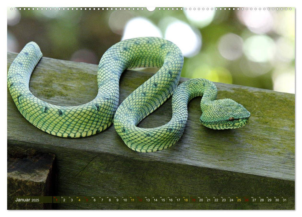 Würge- und Giftschlangen (CALVENDO Wandkalender 2025)