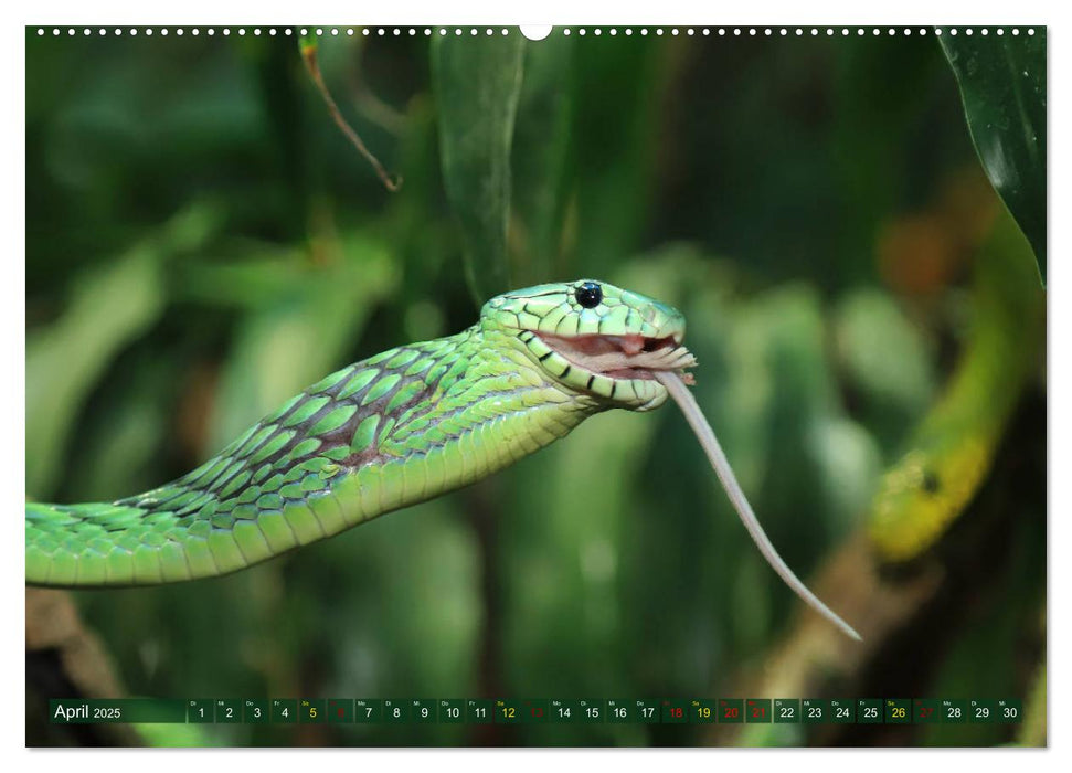Würge- und Giftschlangen (CALVENDO Wandkalender 2025)
