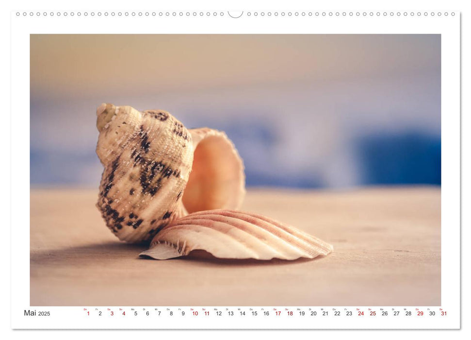 Meer Träumer - Muscheln und Schnecken Impressionen (CALVENDO Premium Wandkalender 2025)