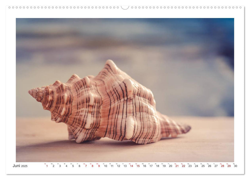 Meer Träumer - Muscheln und Schnecken Impressionen (CALVENDO Premium Wandkalender 2025)