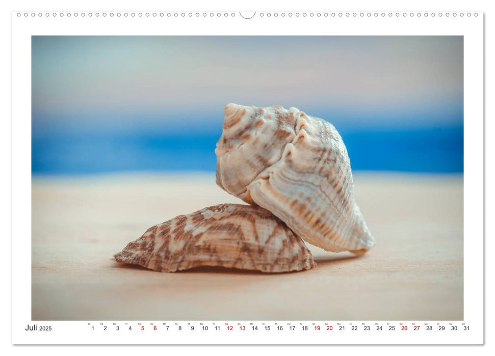 Meer Träumer - Muscheln und Schnecken Impressionen (CALVENDO Premium Wandkalender 2025)