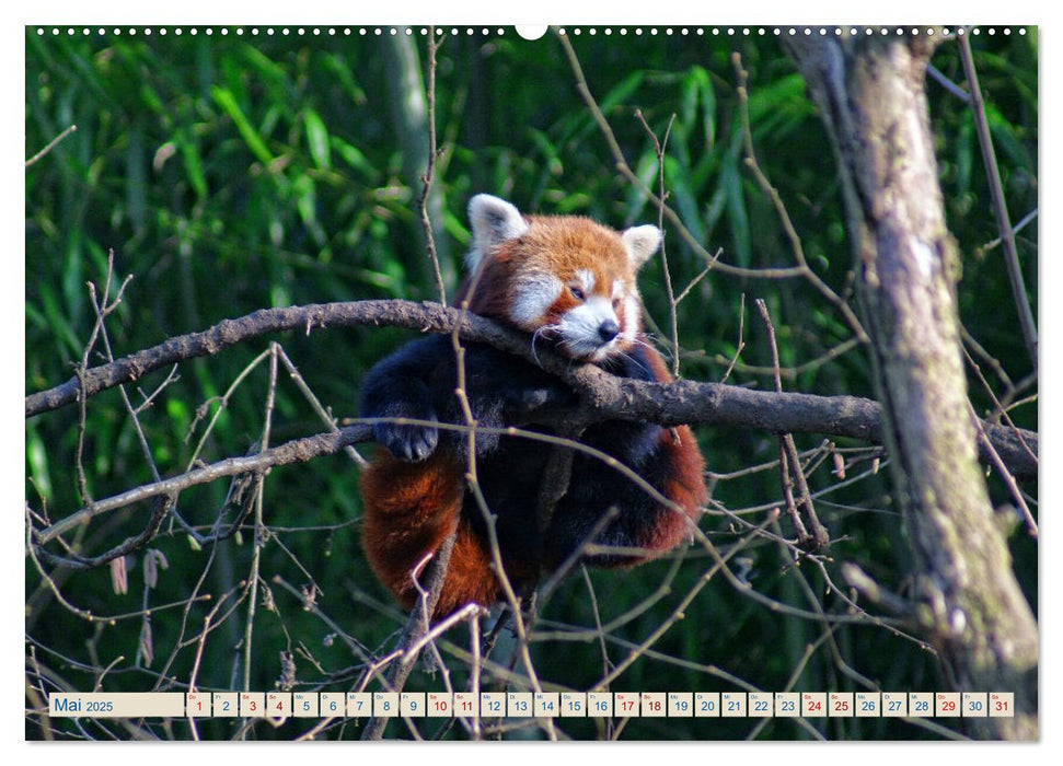 Kleiner Panda auf Entdeckungstour (CALVENDO Premium Wandkalender 2025)