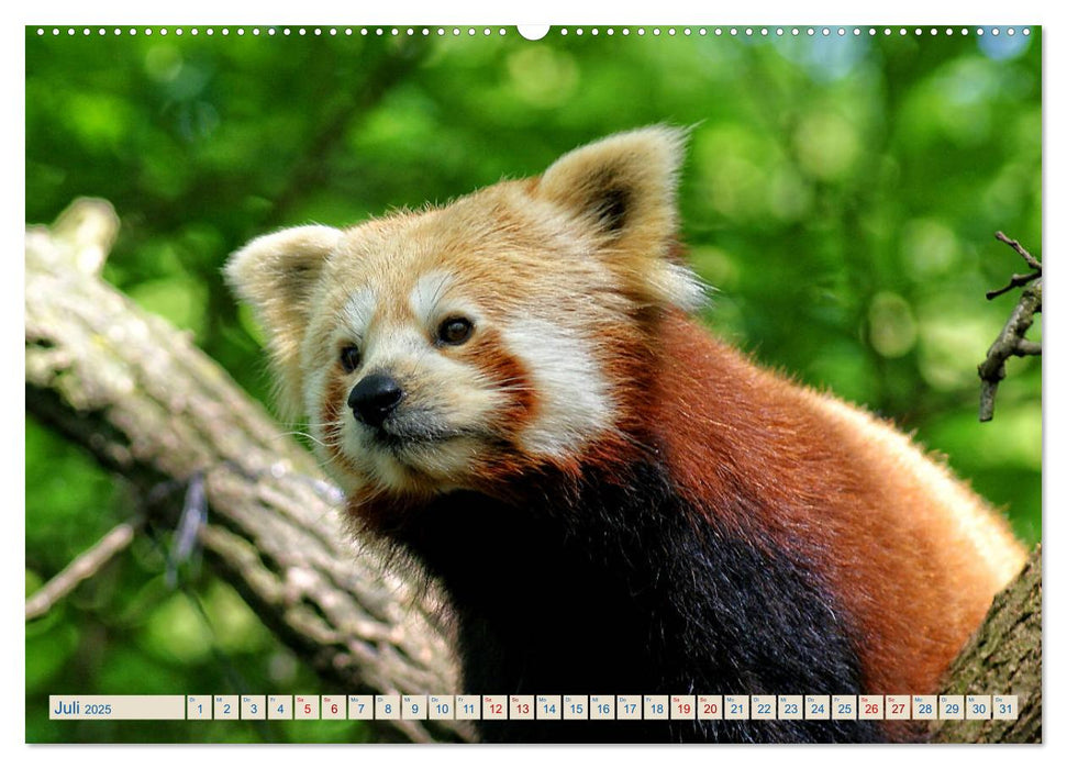 Kleiner Panda auf Entdeckungstour (CALVENDO Premium Wandkalender 2025)