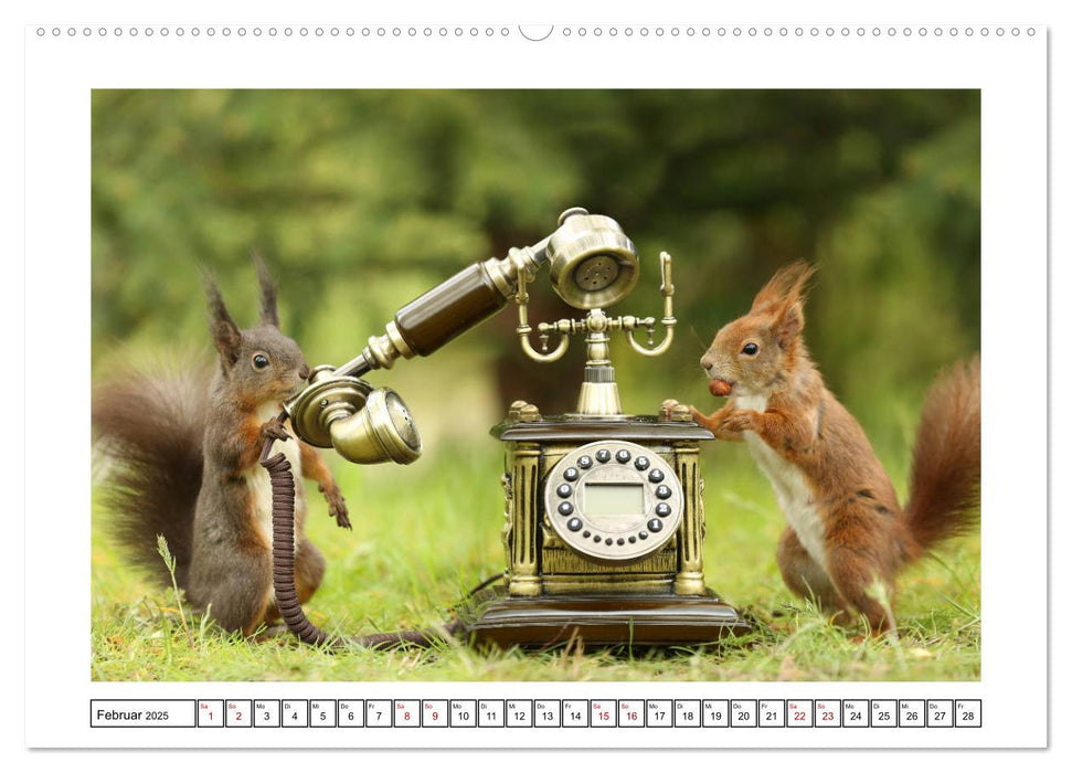 Eichhörnchen - Hast du Nüsschen mache ich Männchen (CALVENDO Premium Wandkalender 2025)