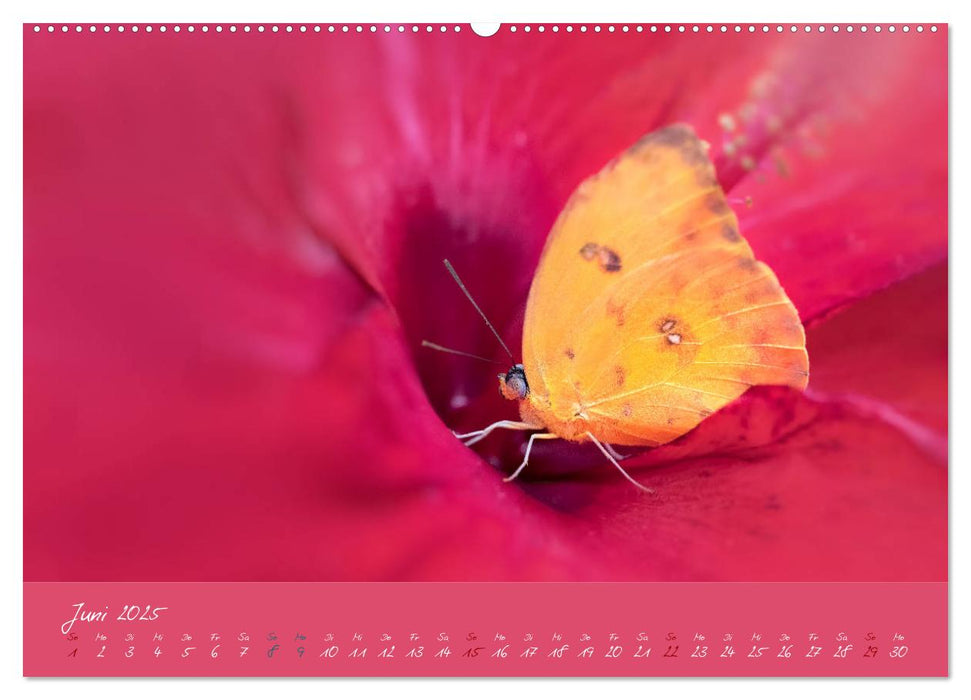 Schmetterlinge - ein Traum in Pastell (CALVENDO Premium Wandkalender 2025)