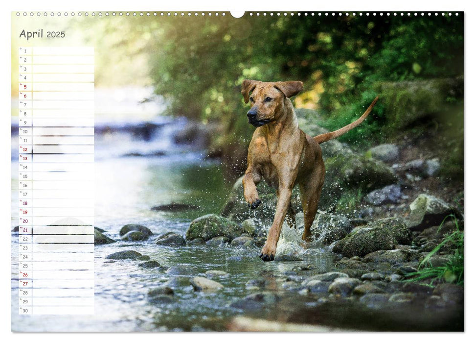 Rhodesian Ridgeback - Herzen auf vier Pfoten (CALVENDO Premium Wandkalender 2025)