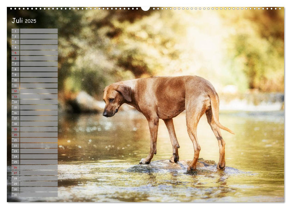 Rhodesian Ridgeback - Herzen auf vier Pfoten (CALVENDO Premium Wandkalender 2025)