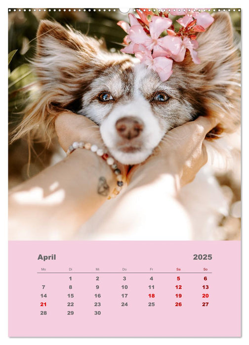 Du und ich - Dreamteamfotografie - Mensch und Hund (CALVENDO Wandkalender 2025)