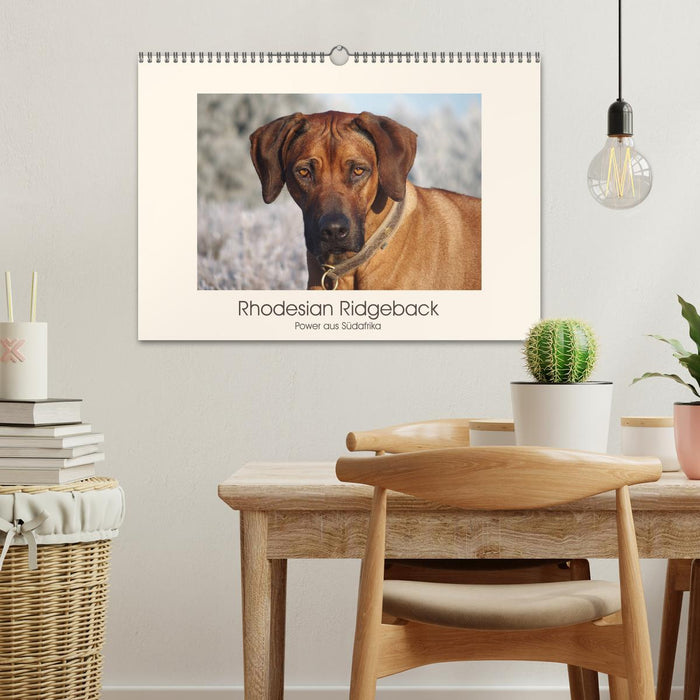 Rhodesian Ridgeback Power aus Südafrika (CALVENDO Wandkalender 2025)