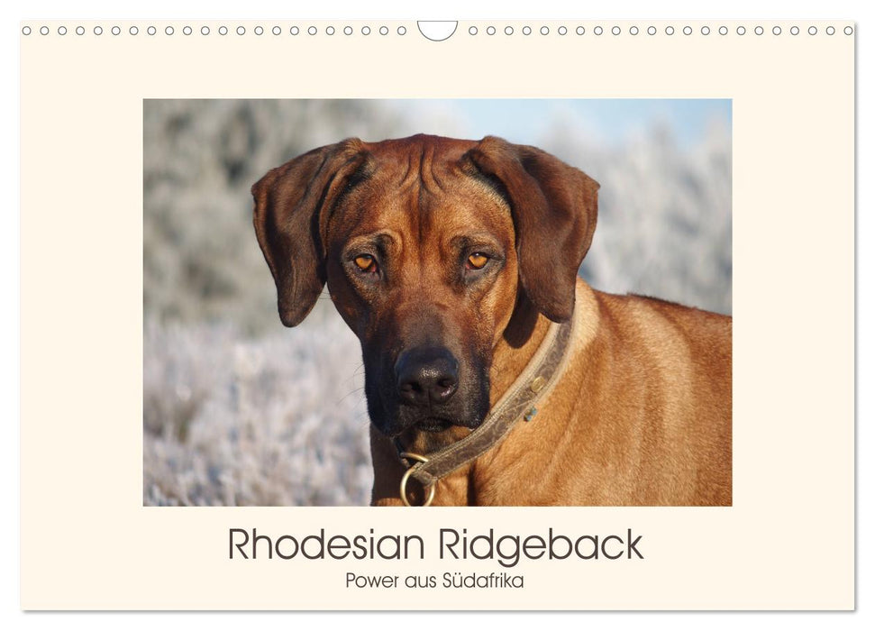 Rhodesian Ridgeback Power aus Südafrika (CALVENDO Wandkalender 2025)