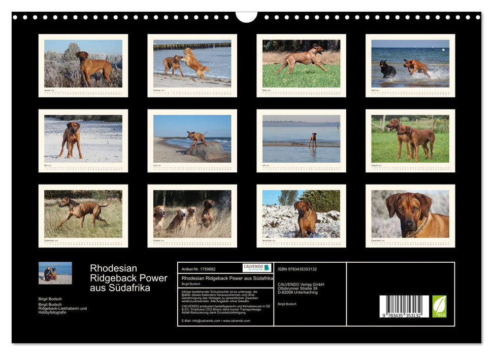 Rhodesian Ridgeback Power aus Südafrika (CALVENDO Wandkalender 2025)