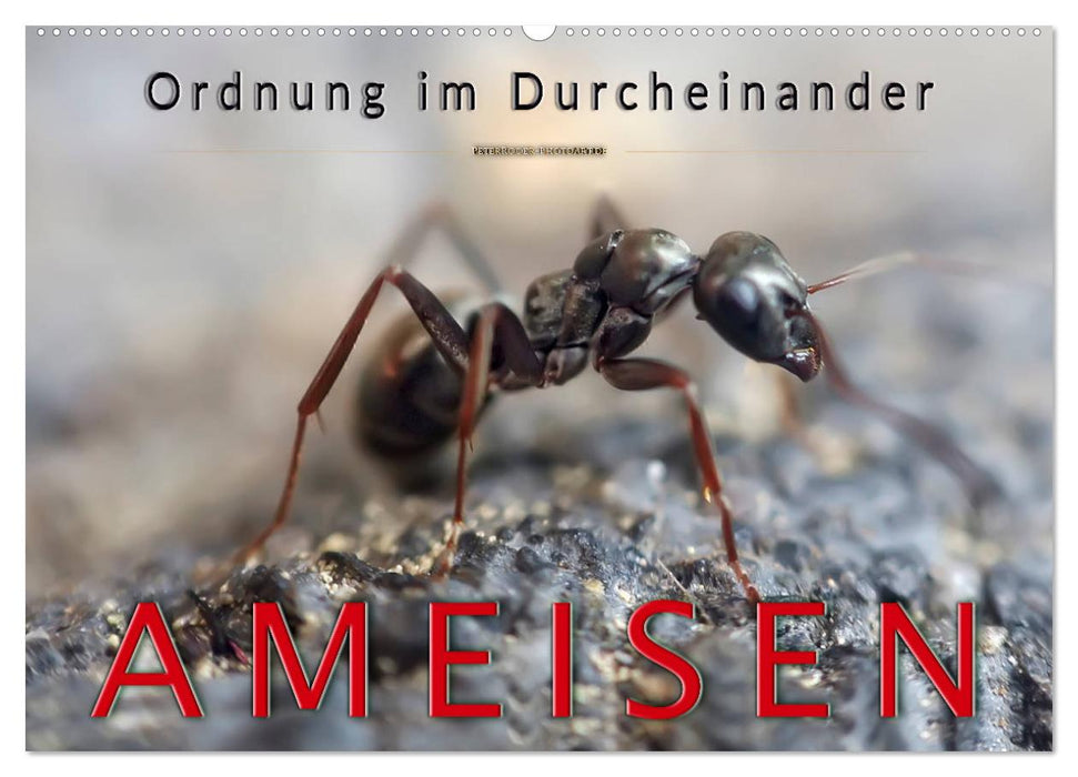 Ameisen - Ordnung im Durcheinander (CALVENDO Wandkalender 2025)