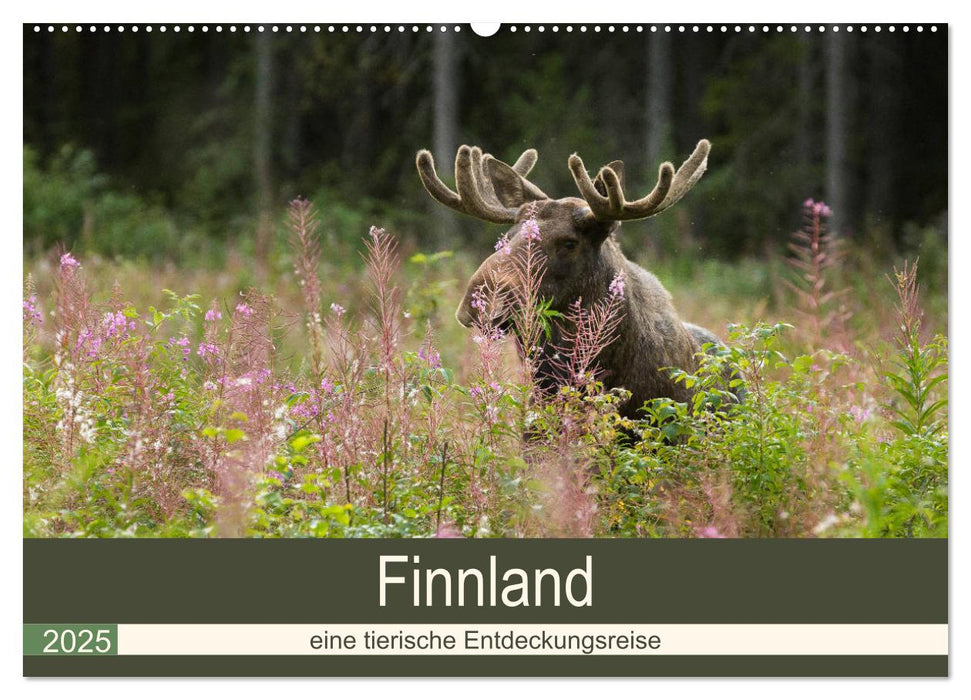 Finnland: eine tierische Entdeckungsreise (CALVENDO Wandkalender 2025)