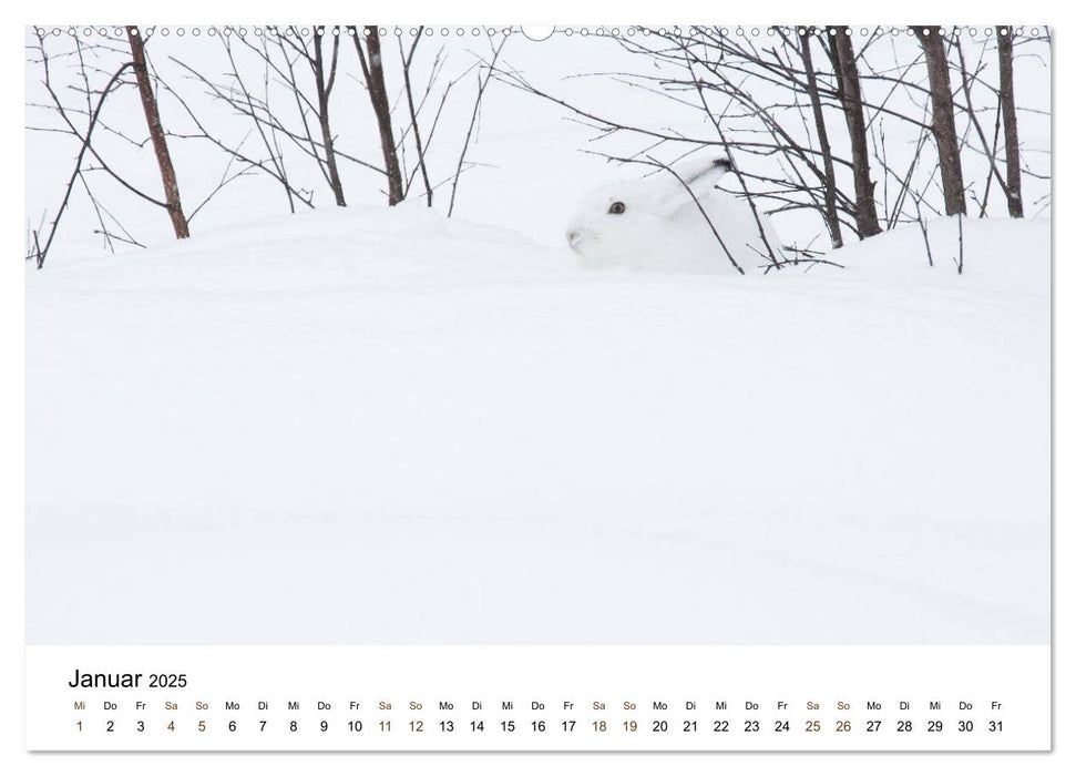 Finnland: eine tierische Entdeckungsreise (CALVENDO Wandkalender 2025)