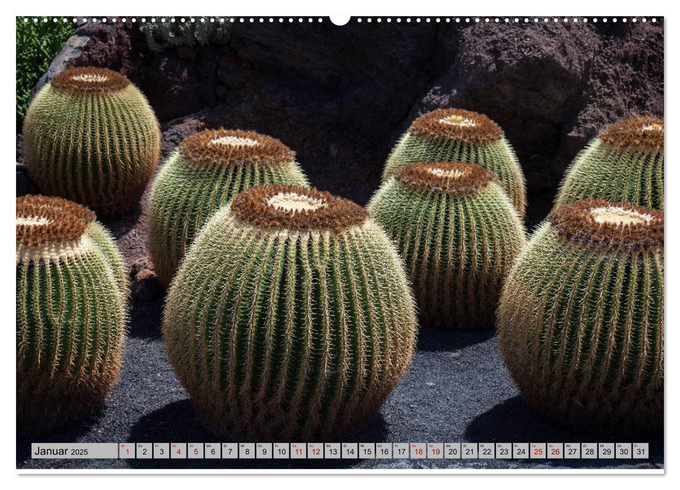 Kaktus Garten Lanzarote (CALVENDO Premium Wandkalender 2025)