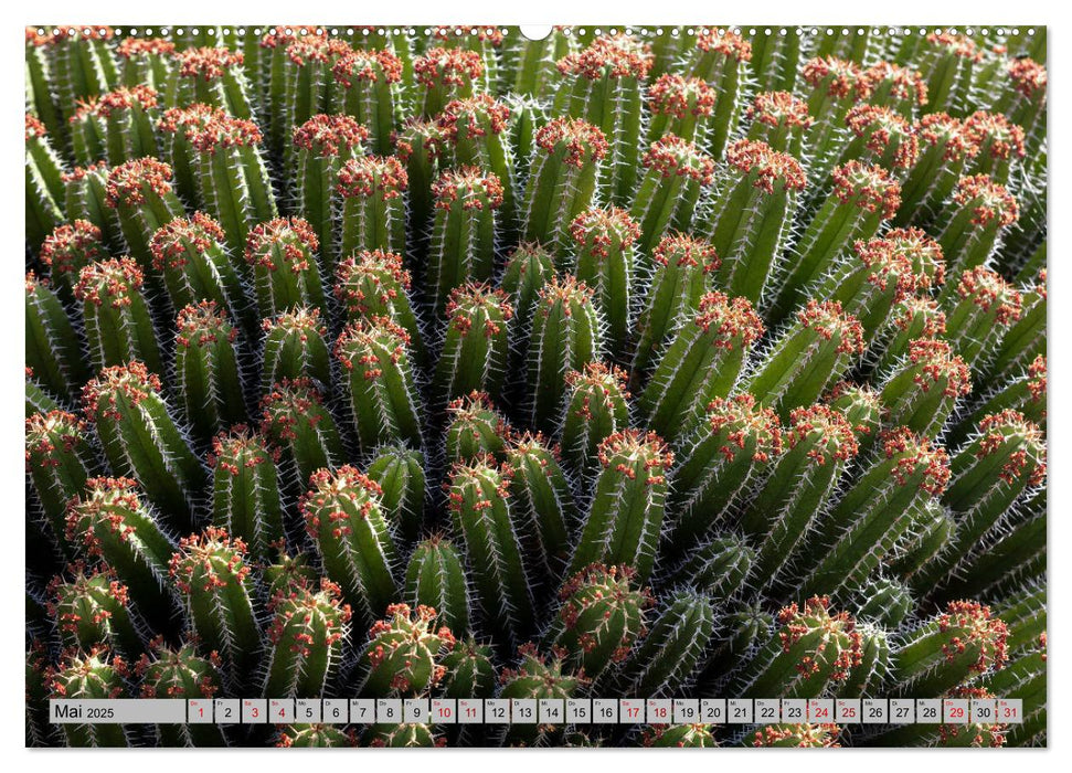 Kaktus Garten Lanzarote (CALVENDO Premium Wandkalender 2025)