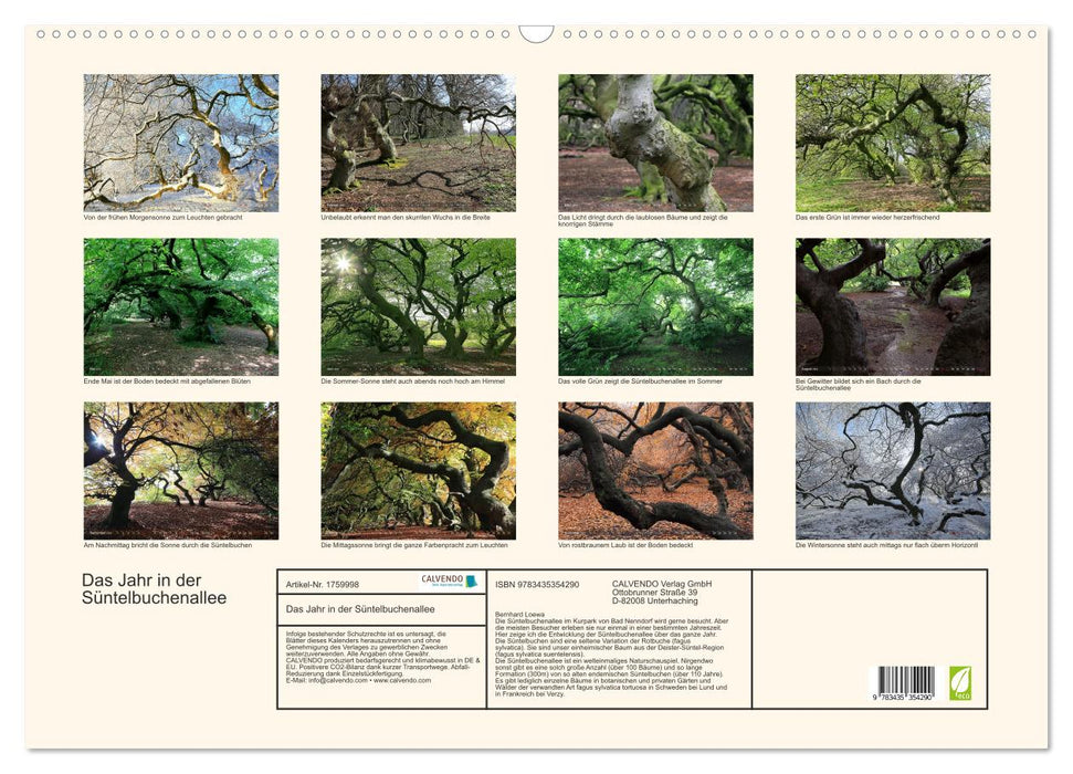 Das Jahr in der Süntelbuchenallee (CALVENDO Wandkalender 2025)